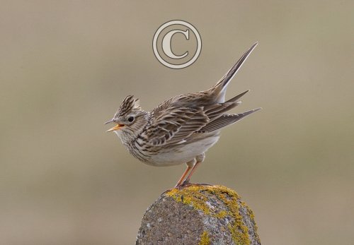Skylark on a Post DM0867